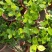 【品质保证】茉莉花盆栽家养净化空气南北适种包成活死苗补发
