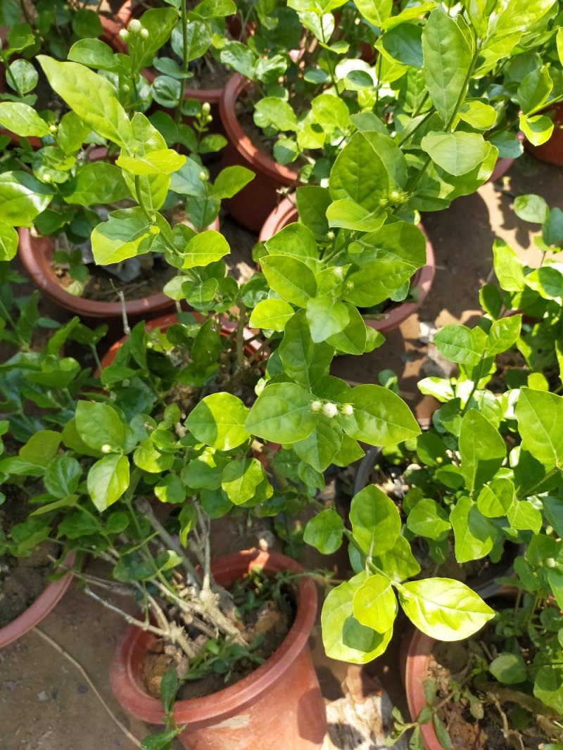 【品质保证】茉莉花盆栽家养净化空气南北适种包成活死苗补发