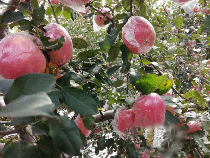 黄土高原红富士苹果