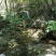 水田七新鲜野生的水虾公屈鸡头
