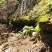 水田七新鲜野生的水虾公屈鸡头