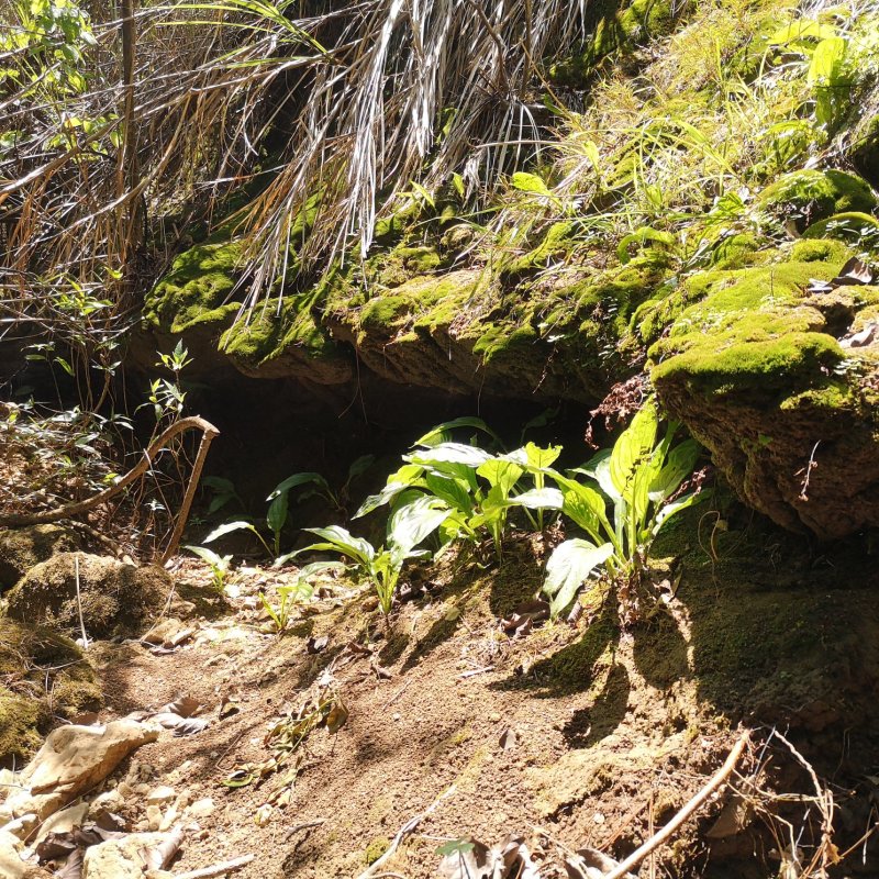 水田七新鲜野生的水虾公屈鸡头