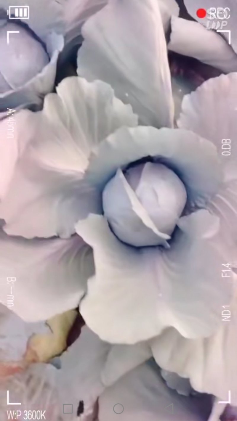 精品紫甘蓝大量上市！