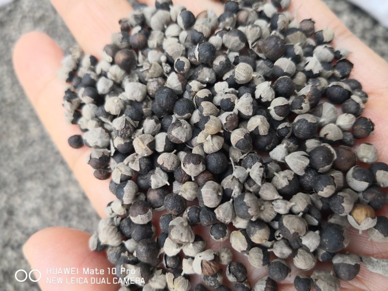 蔓荆子国产药用选货江西干货2斤包邮量大从优