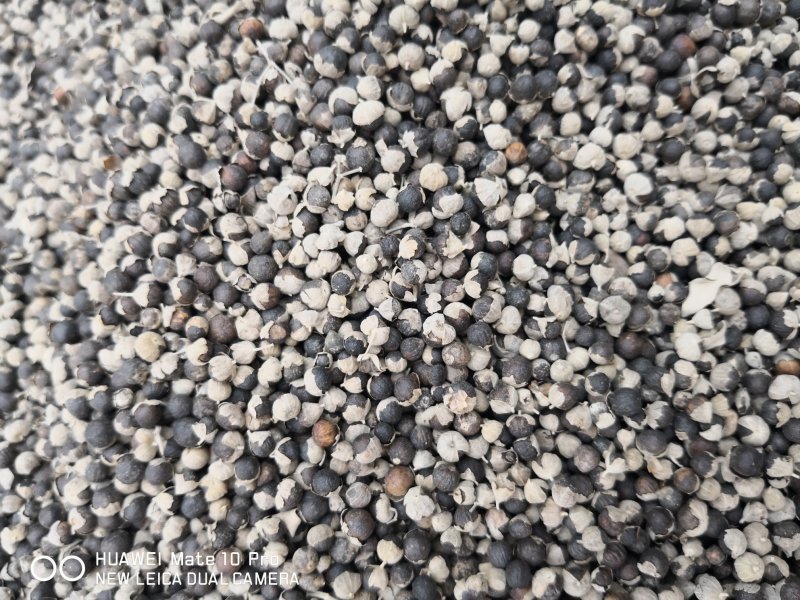 蔓荆子国产药用选货江西干货2斤包邮量大从优