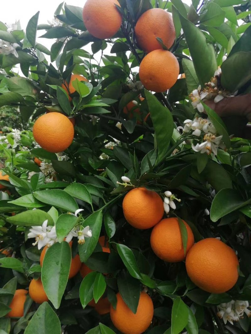 夏橙