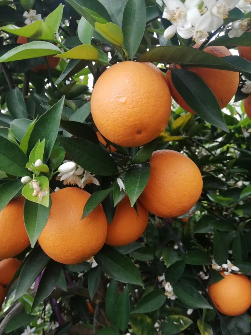 夏橙