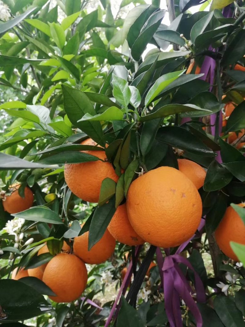 夏橙