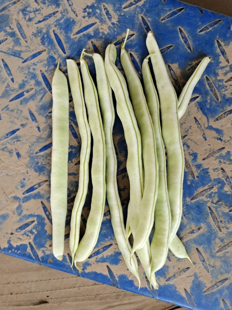 【牛商推荐】山东单县油豆角全国发货协助找车打包