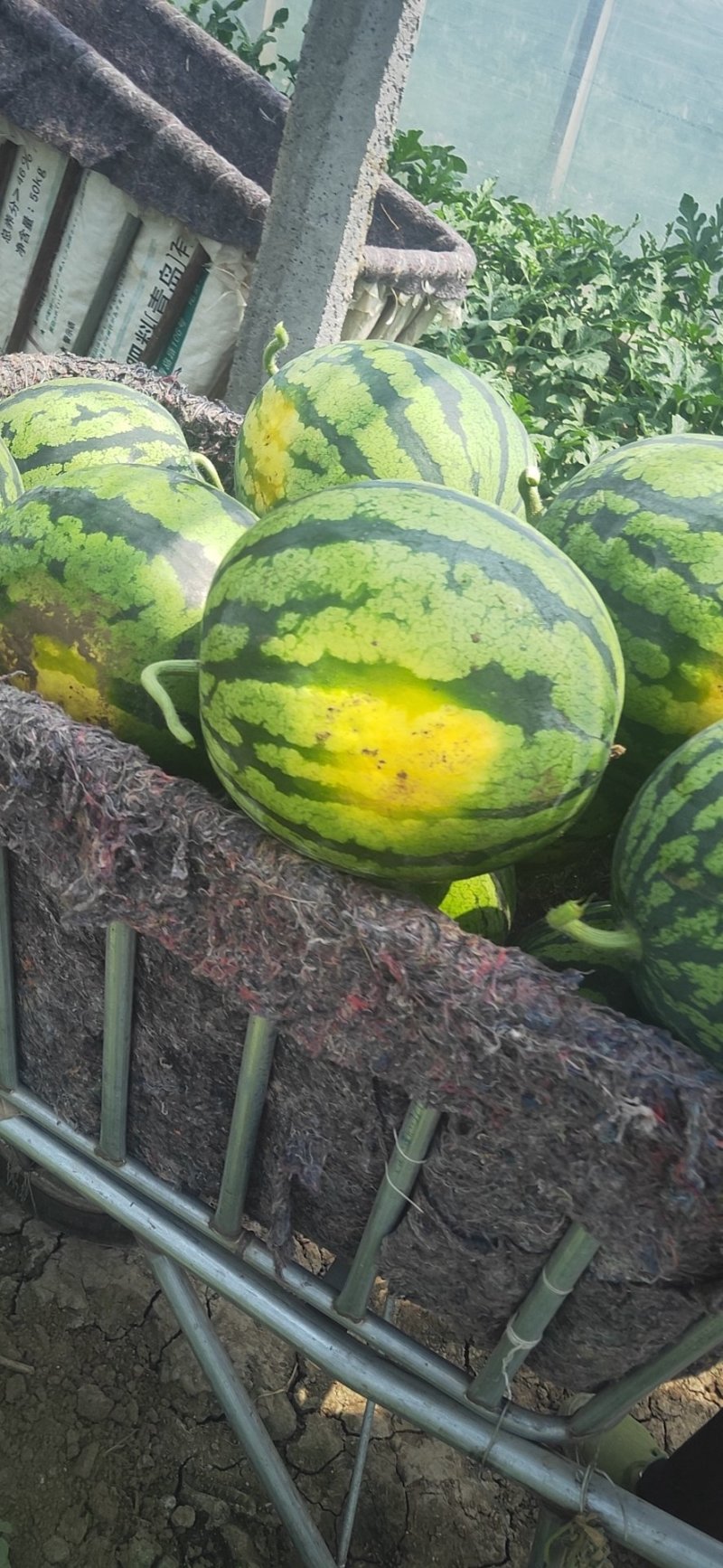 西瓜精品西瓜糖分足耐运储