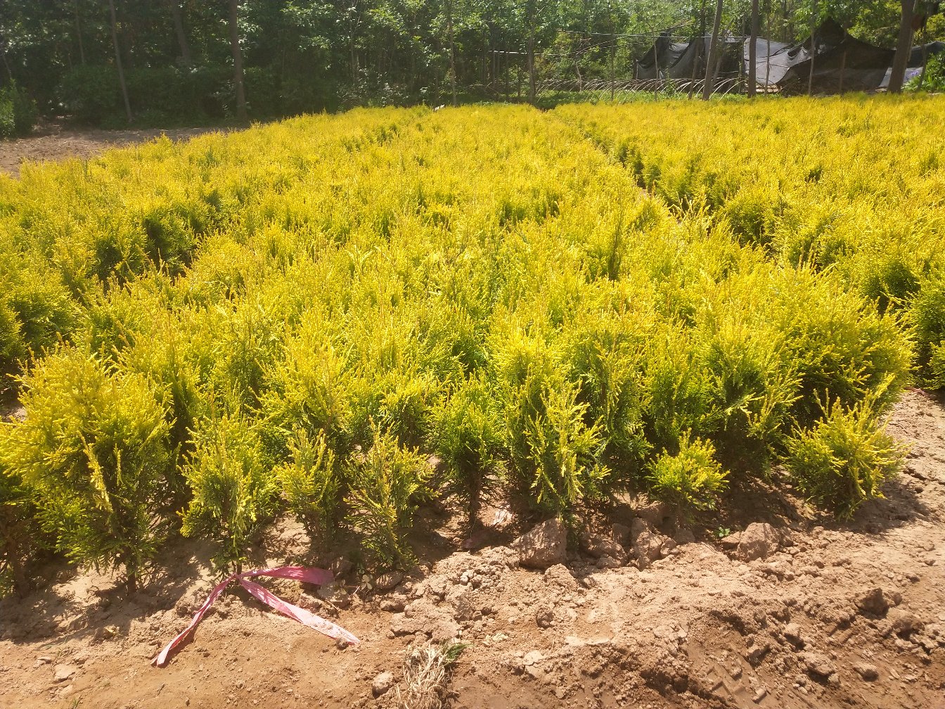 高清实景:东北某苗圃侧柏越冬防护体系——前景:3年生‘金塔柏’主干缠绕专业无纺布防寒带(宽度15cm,接口胶粘固定);中景:树盘覆盖30cm厚粉碎玉米秸秆;背景:行间铺设黑色防草布,边缘压土稳固,整体体现‘根覆+干包+行管’三维防护 侧柏冬季防寒标准操作图