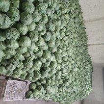 河北邯郸精品甘蓝-圆包菜/量大价优/欢迎咨询