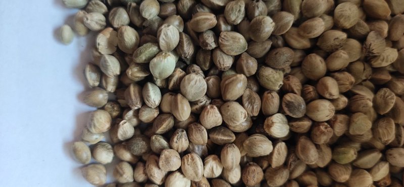 精品大颗粒麻籽现货供应欢迎选购