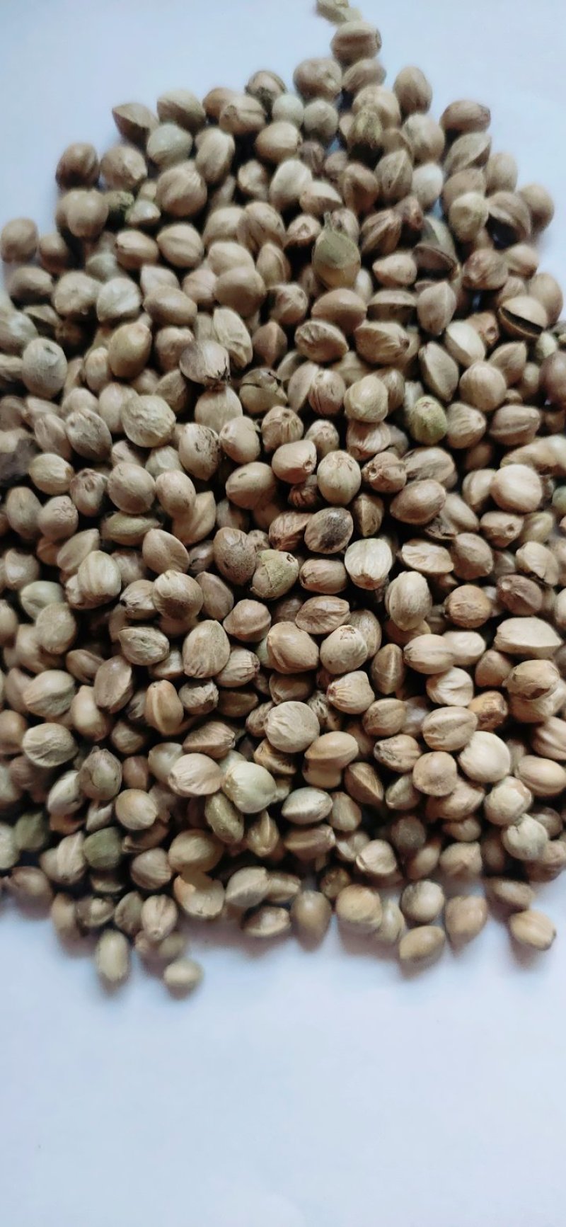 精品大颗粒麻籽现货供应欢迎选购