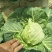 甘蓝包菜，质量好，价格优惠，无虫眼，大量现货
