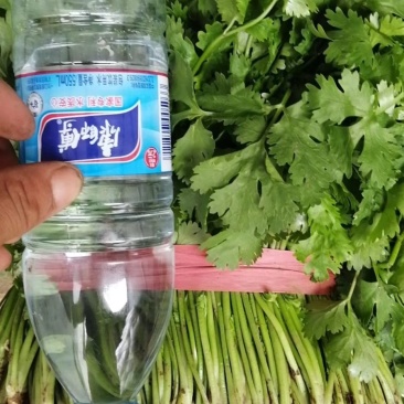 凌海诚信代收大叶香菜上市质量好不超高