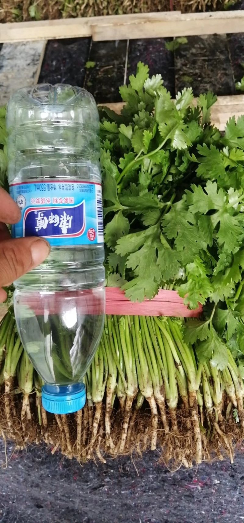 凌海诚信代收大叶香菜上市质量好不超高