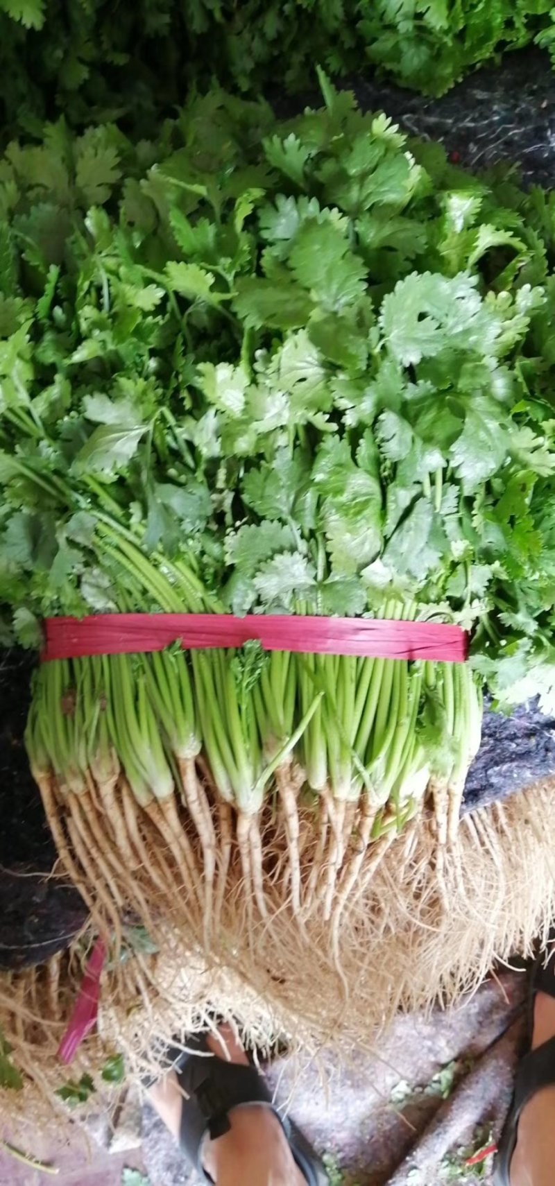 凌海诚信代收大叶香菜上市质量好不超高