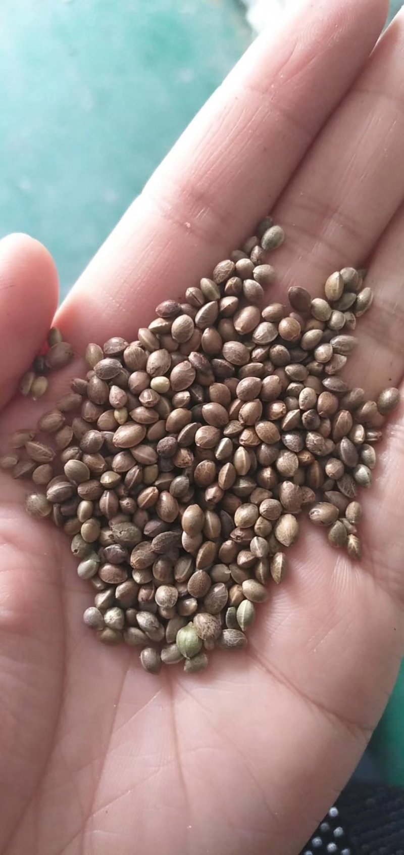 精品小粒麻籽，火麻籽，炸油麻籽