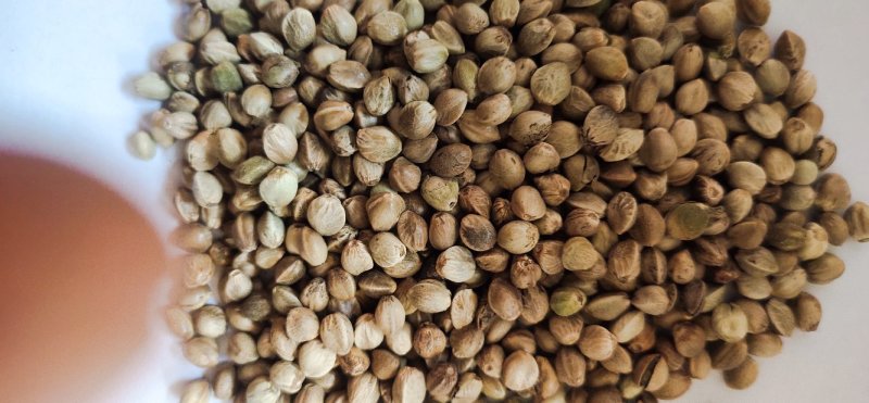 精品小粒麻籽，火麻籽，炸油麻籽