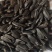 小粒油葵炸油油葵精选油葵鸽粮油葵