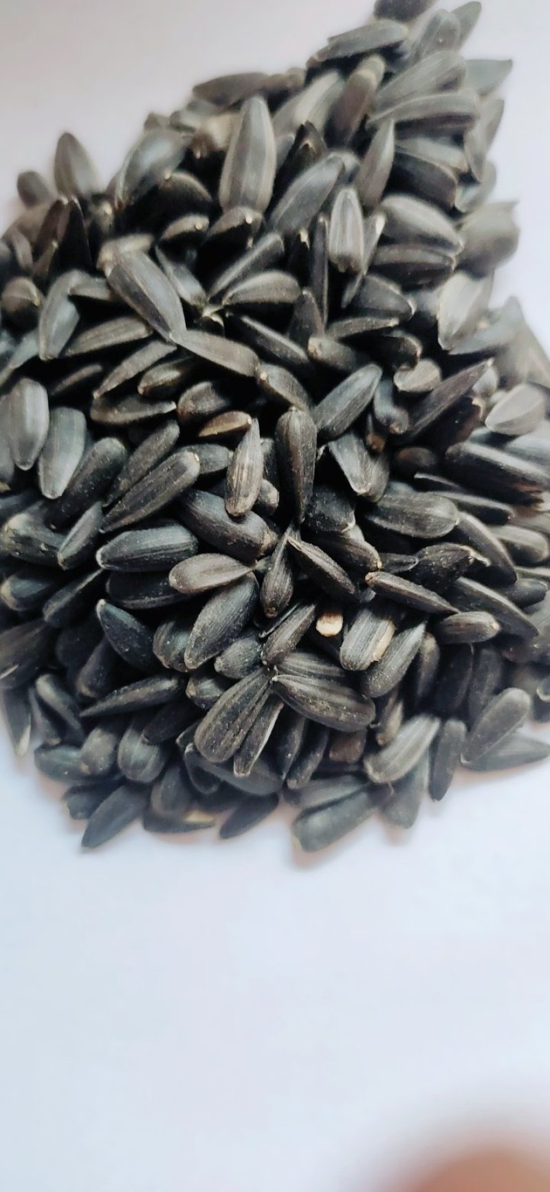 小粒油葵炸油油葵精选油葵鸽粮油葵