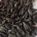 小粒油葵炸油油葵精选油葵鸽粮油葵