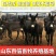 肉驴200-800斤，包回收，合作养殖分批付款，买十送一