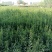 卫矛苗卫矛树苗球形庭院耐寒绿化绿篱苗四季常青园林工程