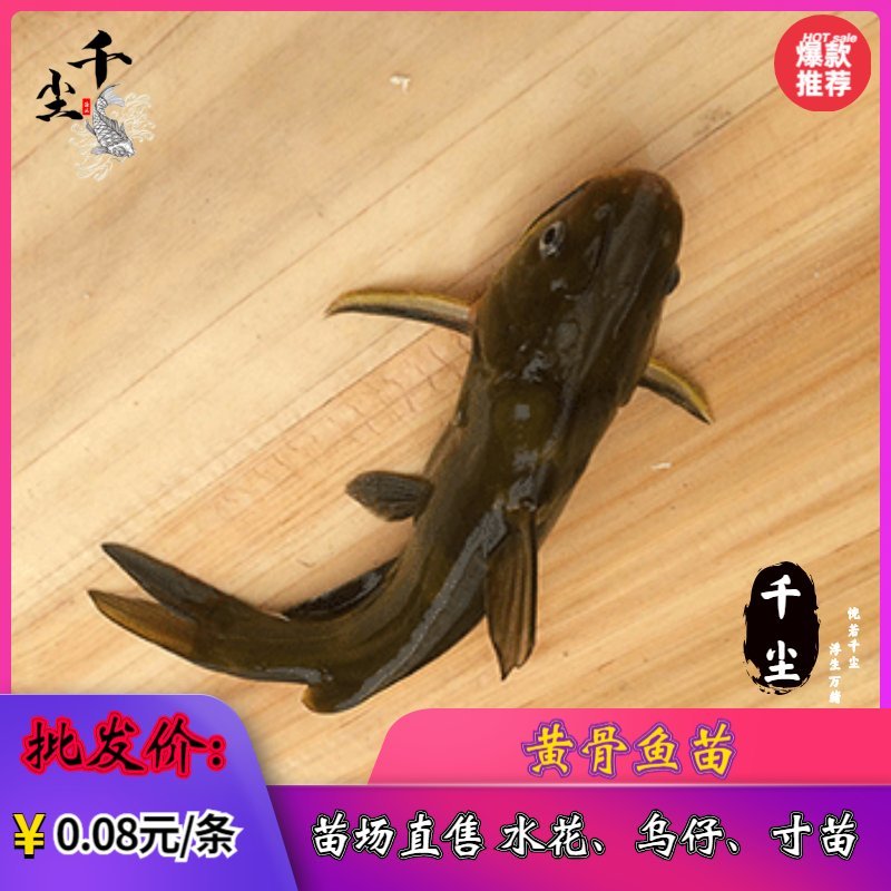 杂交黄骨苗黄骨鱼苗单性黄骨鱼苗土种黄骨鱼苗