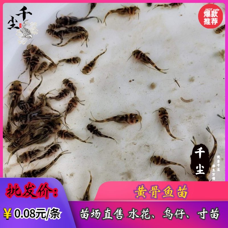 杂交黄骨苗黄骨鱼苗单性黄骨鱼苗土种黄骨鱼苗