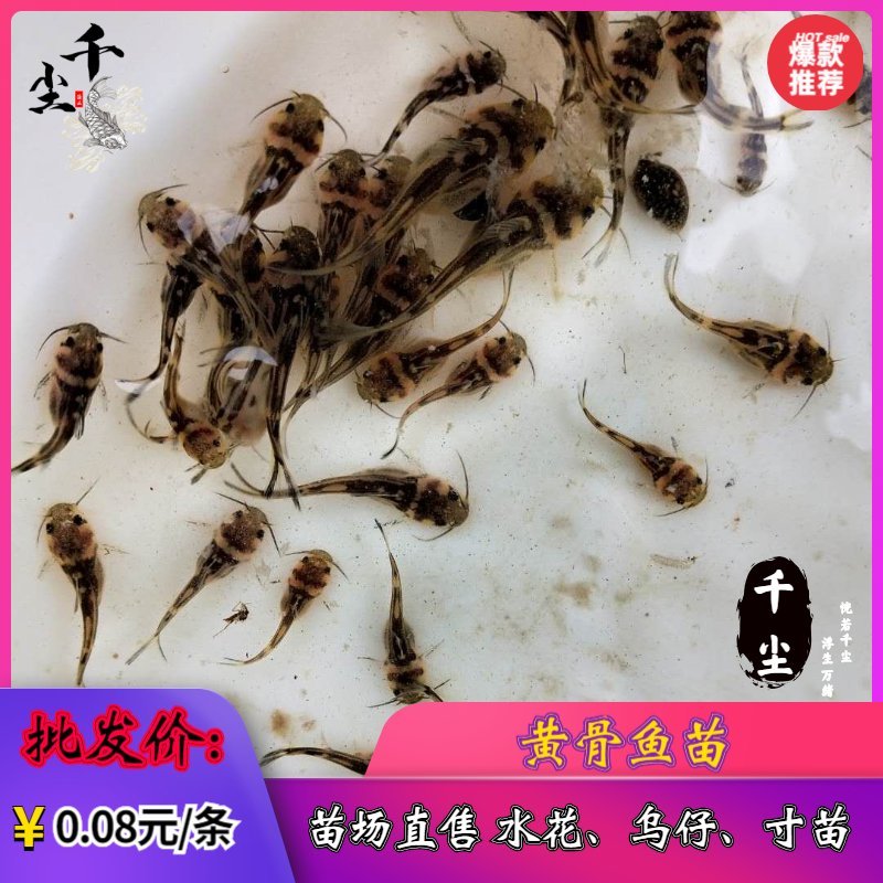 杂交黄骨苗黄骨鱼苗单性黄骨鱼苗土种黄骨鱼苗