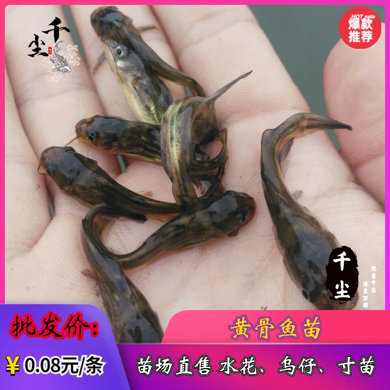 杂交黄骨苗黄骨鱼苗单性黄骨鱼苗土种黄骨鱼苗