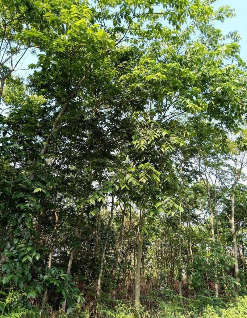 云南省内滇朴岀售，直径8至12公分的，数量3万棵，