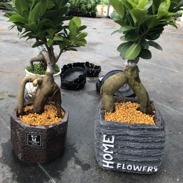 人参榕盆景/绿化/植物盆栽桌上摆放绿植盆栽