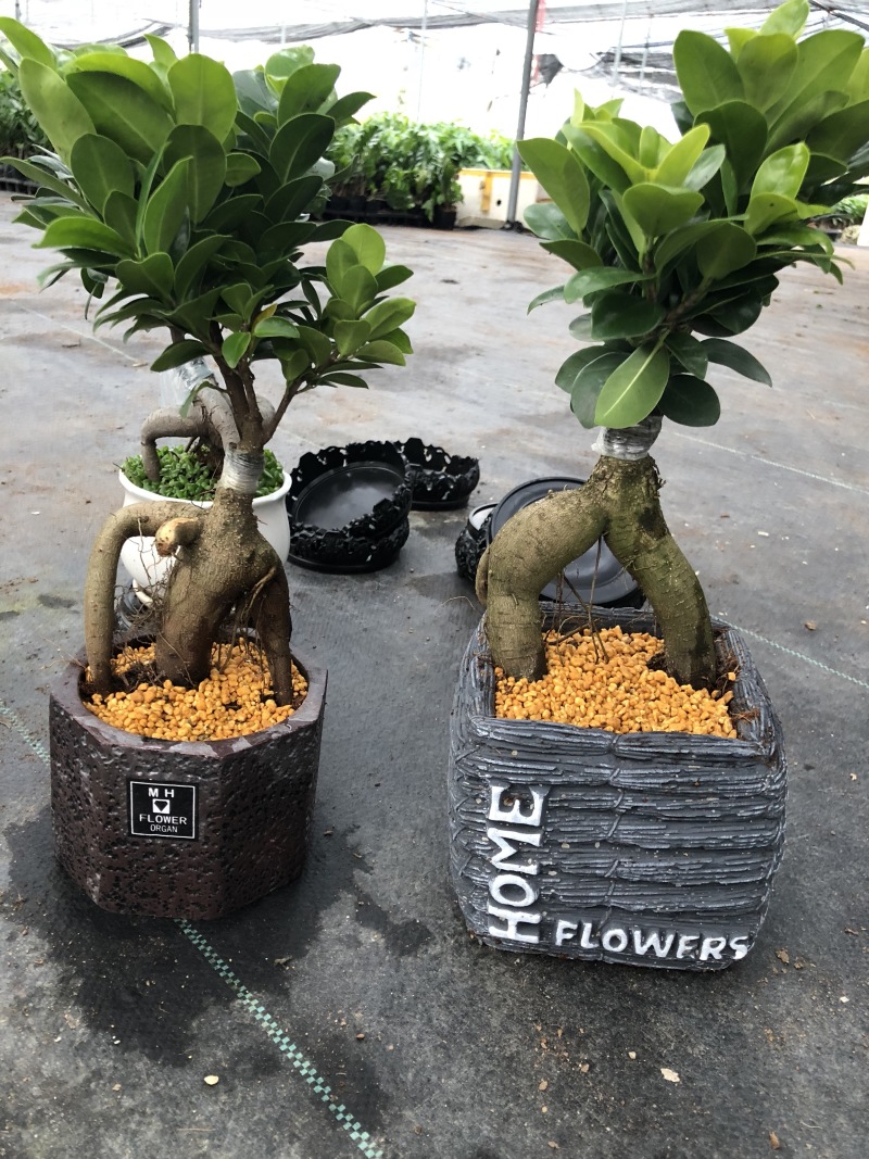人参榕盆景/绿化/植物盆栽桌上摆放绿植盆栽
