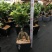 人参榕盆景/绿化/植物盆栽桌上摆放绿植盆栽