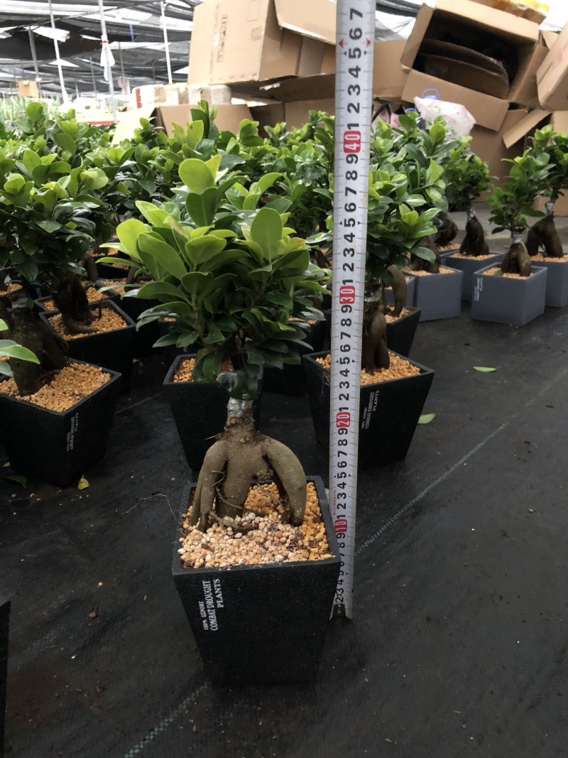 人参榕盆景/绿化/植物盆栽桌上摆放绿植盆栽