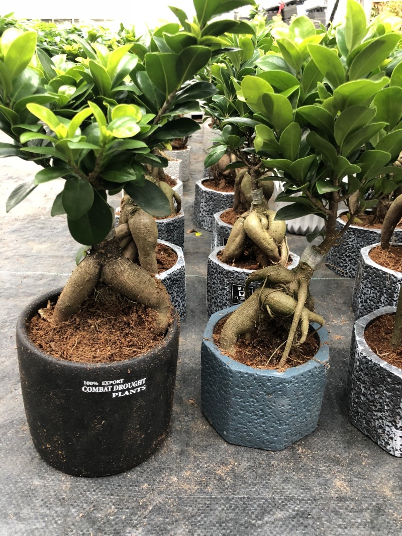 人参榕盆景/绿化/植物盆栽桌上摆放绿植盆栽