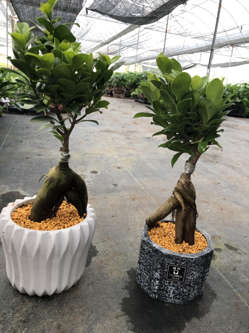 人参榕盆景/绿化/植物盆栽桌上摆放绿植盆栽