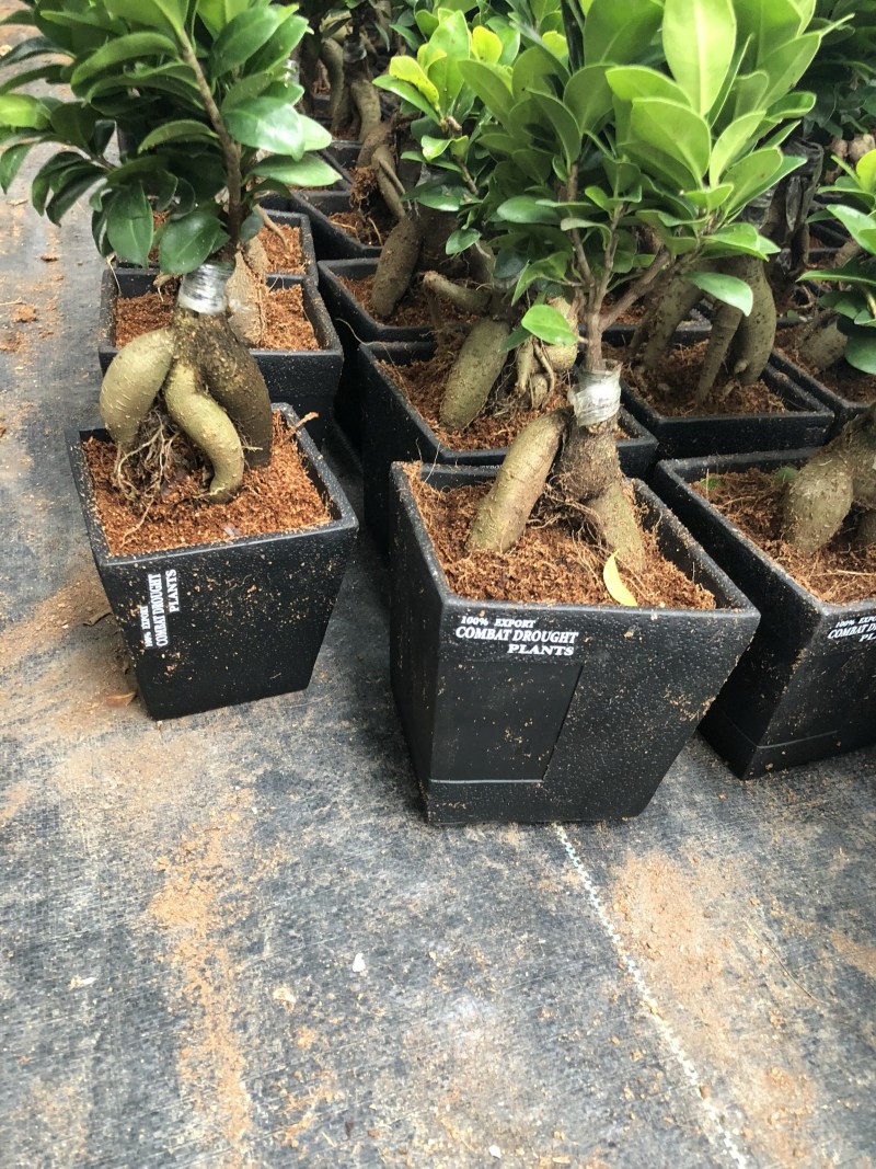 人参榕盆景/绿化/植物盆栽桌上摆放绿植盆栽