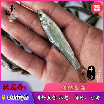 银鳕苗银鳕鱼苗特种淡水鱼苗淡水银鳕鱼苗