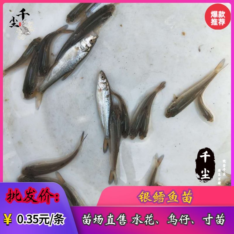 银鳕鱼苗淡水银鳕鱼银鳕鱼苗养殖场广东淡水银鳕鱼