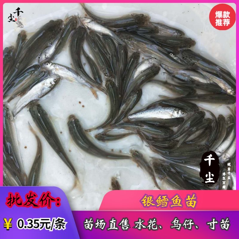 银鳕鱼苗淡水银鳕鱼银鳕鱼苗养殖场广东淡水银鳕鱼