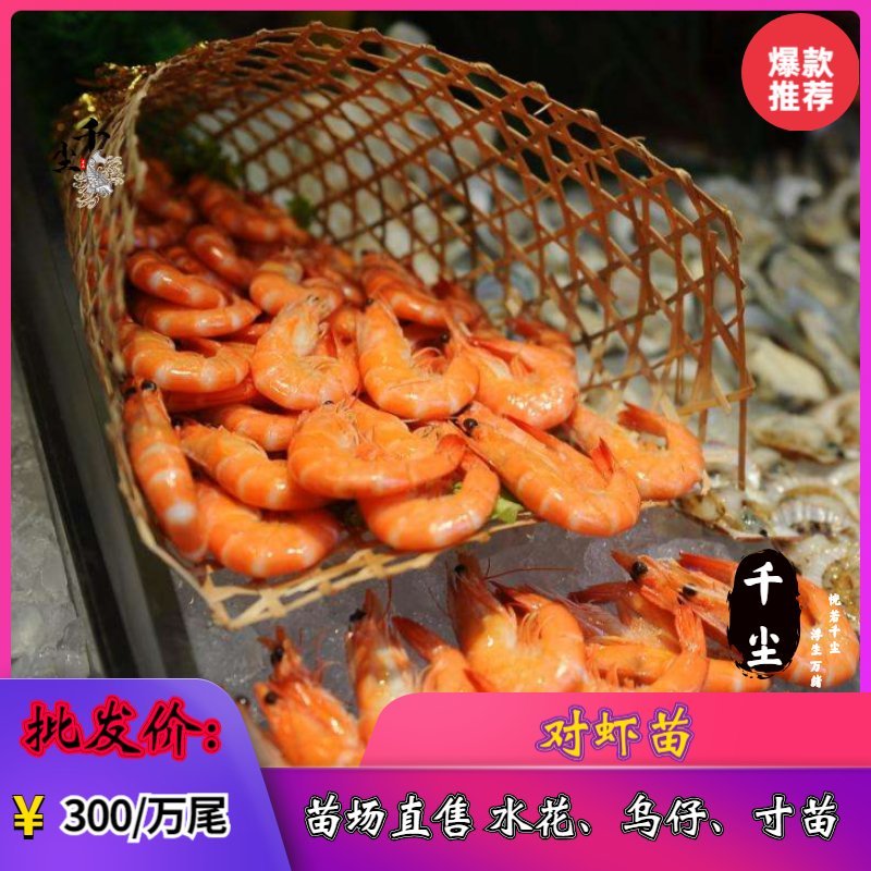 虾苗南美白对虾苗罗氏虾苗2个月即可出货