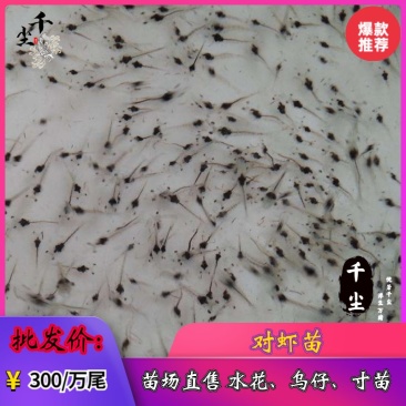虾苗南美白对虾苗罗氏虾苗2个月即可出货