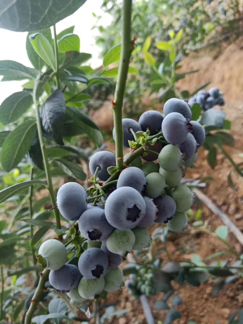 蓝莓大量上市