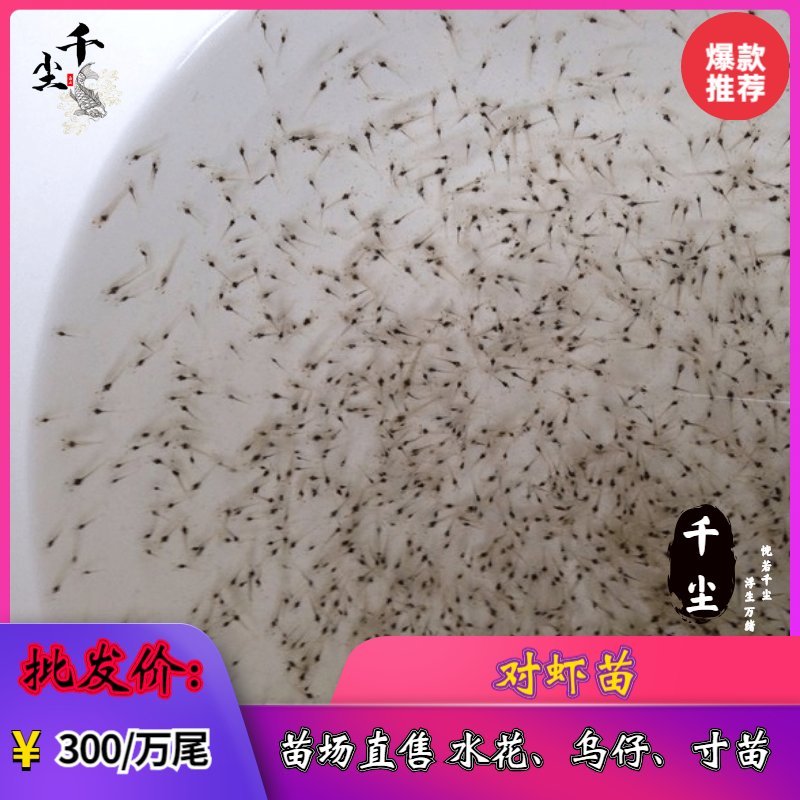 南美白对虾苗对虾苗罗氏虾苗草虾苗罗氏虾苗