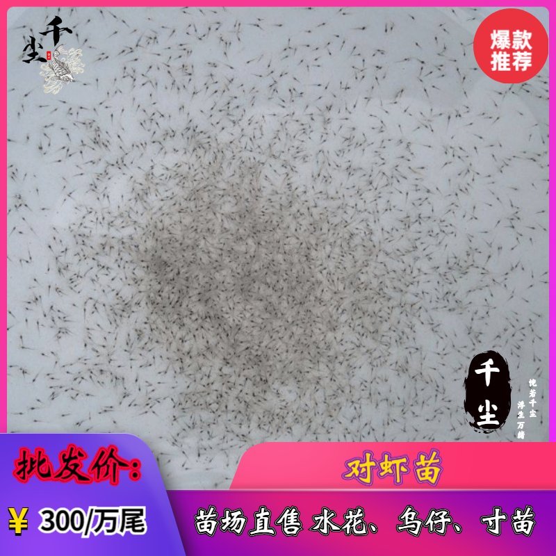 南美白对虾苗对虾苗罗氏虾苗草虾苗罗氏虾苗