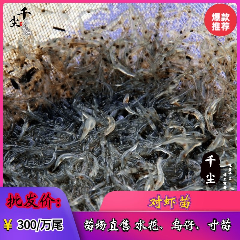 南美白对虾苗对虾苗罗氏虾苗草虾苗罗氏虾苗